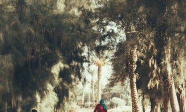 A woman and children walking with sheep in a treelined path in Dahshur.