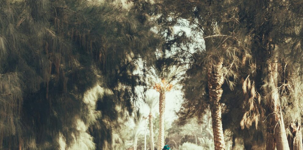A woman and children walking with sheep in a treelined path in Dahshur.