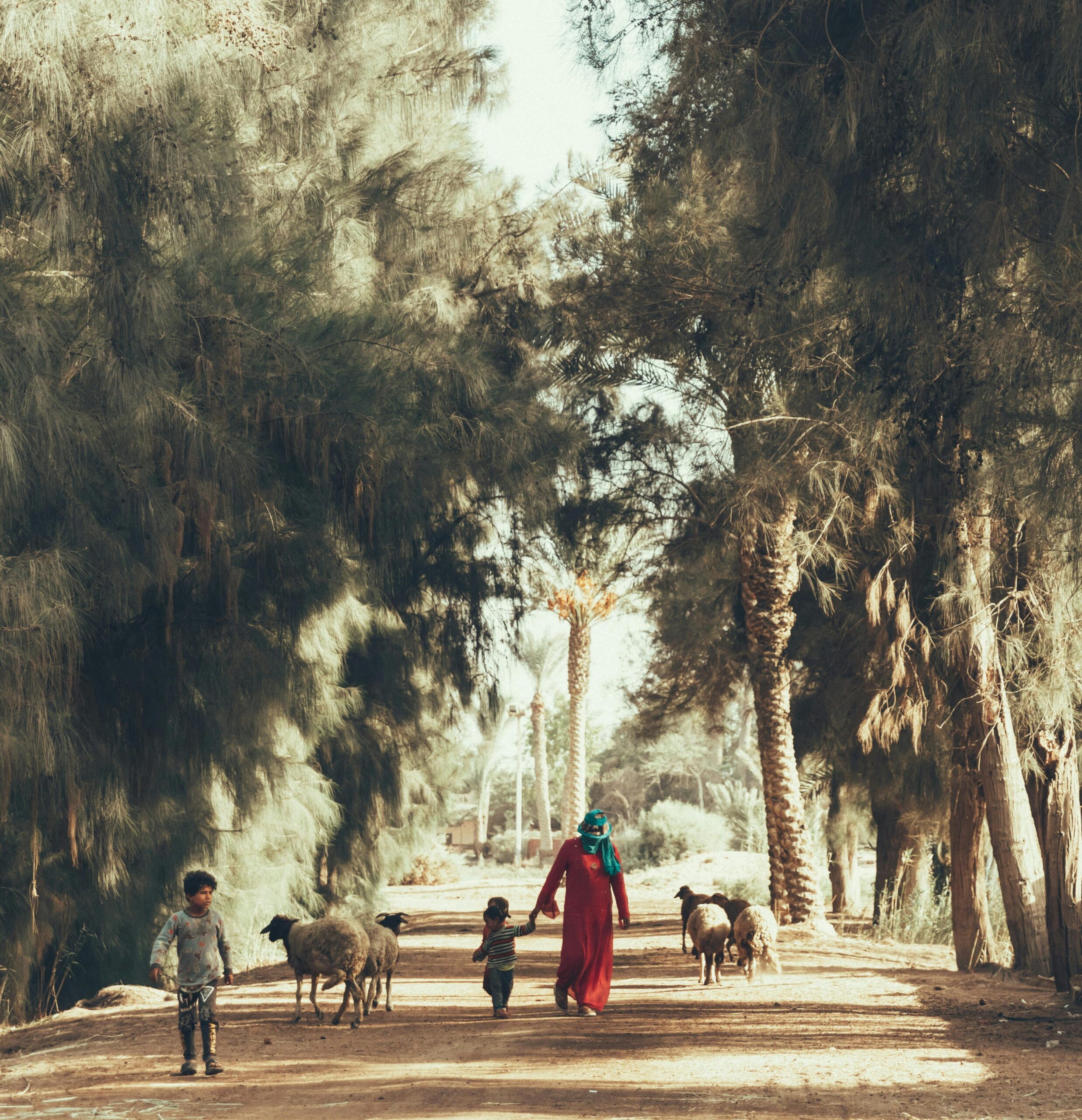 A woman and children walking with sheep in a treelined path in Dahshur.